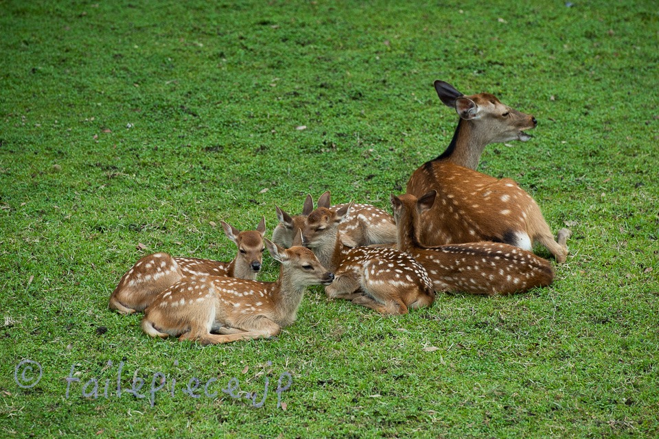 6月の奈良公園は仔鹿の季節 プロマネの石積み場