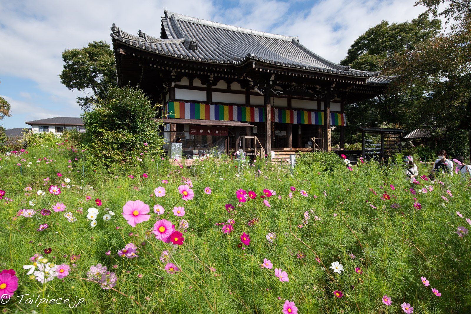 奈良市般若寺はコスモスの名所 多くの参拝客でにぎわっています プロマネの石積み場